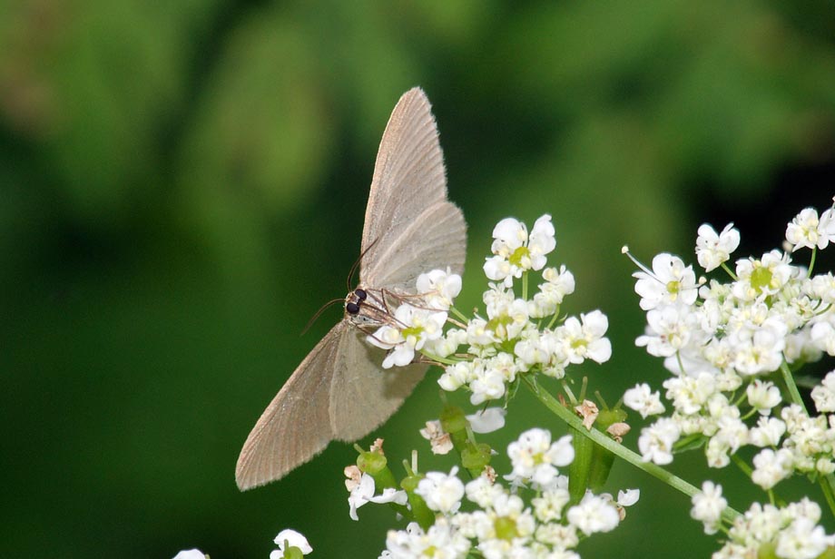 Da identificare - Minoa murinata